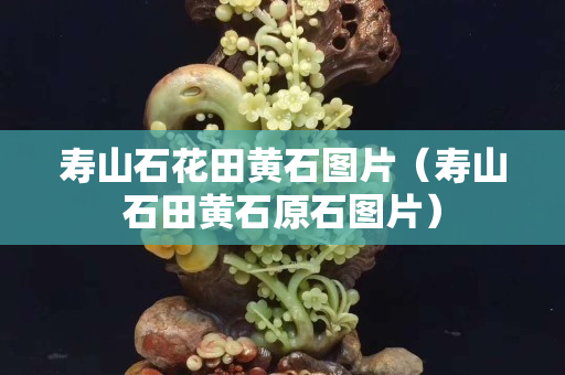 壽山石花田黃石圖片（壽山石田黃石原石圖片）