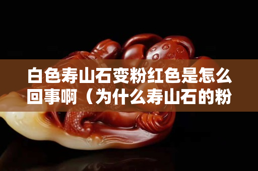 白色壽山石變粉紅色是怎么回事啊（為什么壽山石的粉末是白色）
