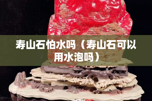 壽山石怕水嗎（壽山石可以用水泡嗎）