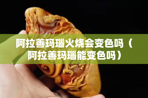 阿拉善瑪瑙火燒會變色嗎（阿拉善瑪瑙能變色嗎）