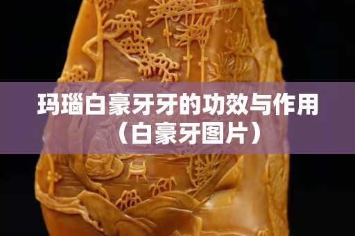 瑪瑙白豪牙牙的功效與作用（白豪牙圖片）