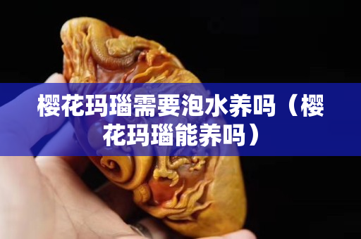 櫻花瑪瑙需要泡水養嗎（櫻花瑪瑙能養嗎）