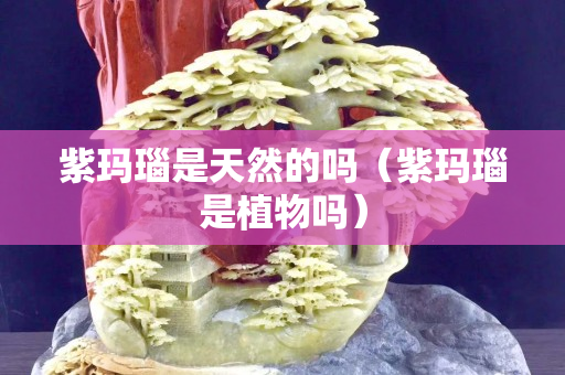 紫瑪瑙是天然的嗎（紫瑪瑙是植物嗎）