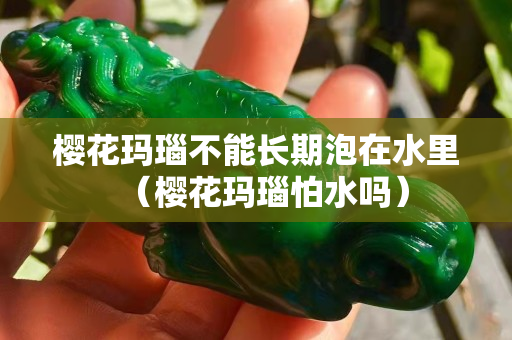 櫻花瑪瑙不能長期泡在水里（櫻花瑪瑙怕水嗎）