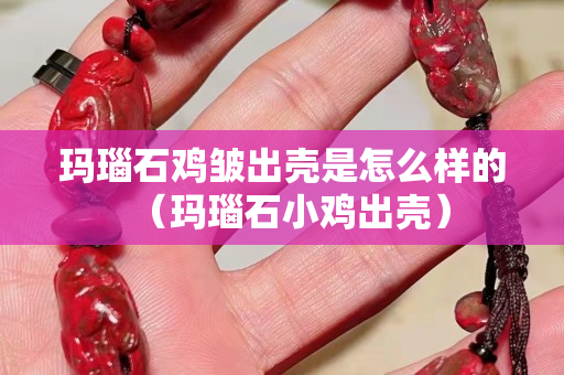 瑪瑙石雞皺出殼是怎么樣的（瑪瑙石小雞出殼）
