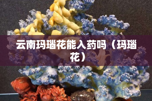 云南瑪瑙花能入藥嗎（瑪瑙 花）