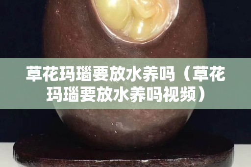 草花瑪瑙要放水養(yǎng)嗎（草花瑪瑙要放水養(yǎng)嗎視頻）