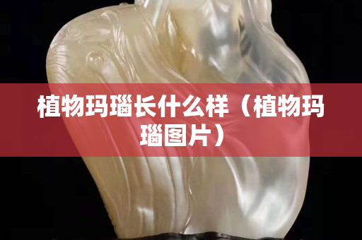植物瑪瑙長(zhǎng)什么樣（植物瑪瑙圖片）