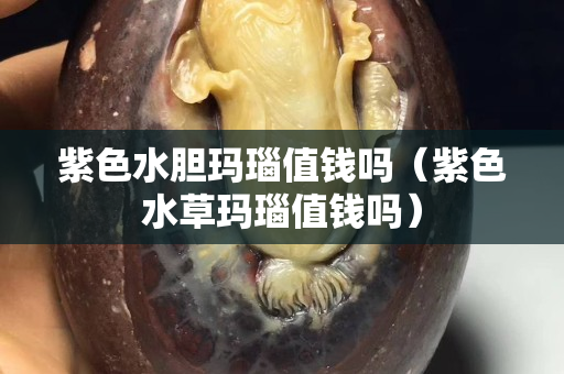 紫色水膽瑪瑙值錢嗎（紫色水草瑪瑙值錢嗎）