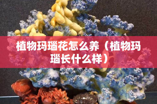 植物瑪瑙花怎么養（植物瑪瑙長什么樣）