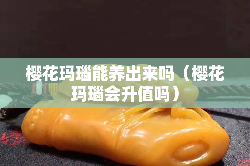 櫻花瑪瑙能養出來嗎（櫻花瑪瑙會升值嗎）