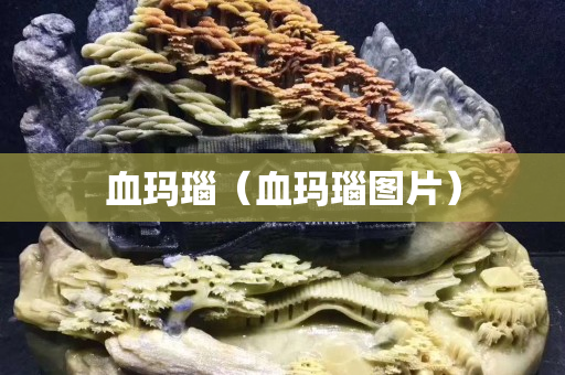 血瑪瑙（血瑪瑙圖片）