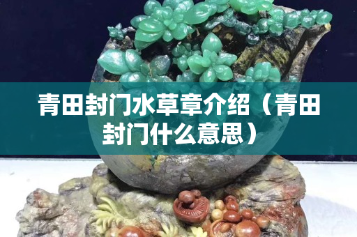 青田封門水草章介紹（青田封門什么意思）