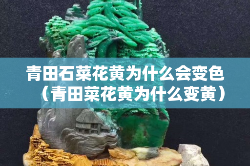 青田石菜花黃為什么會變色（青田菜花黃為什么變黃）
