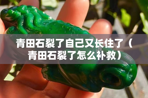 青田石裂了自己又長住了（青田石裂了怎么補救）