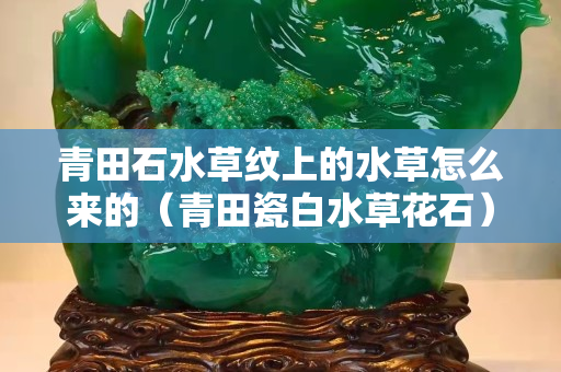 青田石水草紋上的水草怎么來的（青田瓷白水草花石）