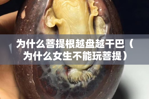 為什么菩提根越盤越干巴（為什么女生不能玩菩提）