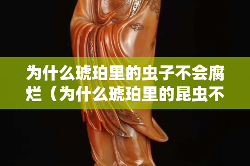 為什么琥珀里的蟲子不會腐爛（為什么琥珀里的昆蟲不會腐爛）