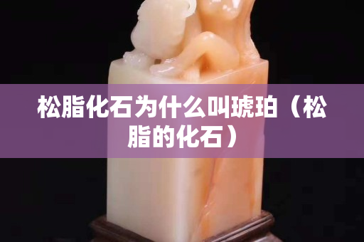 松脂化石為什么叫琥珀（松脂的化石）