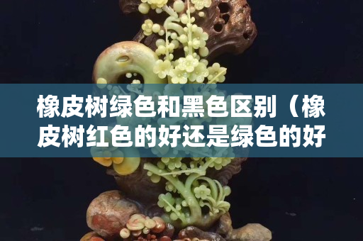 橡皮樹綠色和黑色區別（橡皮樹紅色的好還是綠色的好？）