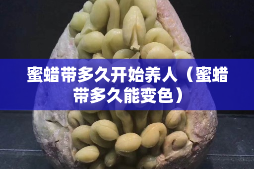 蜜蠟帶多久開始養(yǎng)人（蜜蠟帶多久能變色）