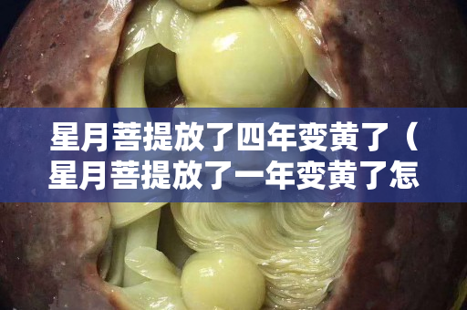 星月菩提放了四年變黃了（星月菩提放了一年變黃了怎么辦）