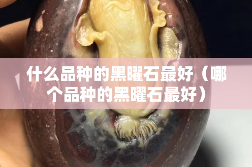 什么品種的黑曜石最好（哪個品種的黑曜石最好）