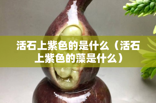活石上紫色的是什么（活石上紫色的藻是什么）