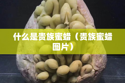 什么是貴族蜜蠟（貴族蜜蠟圖片）