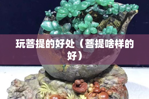 玩菩提的好處（菩提啥樣的好）