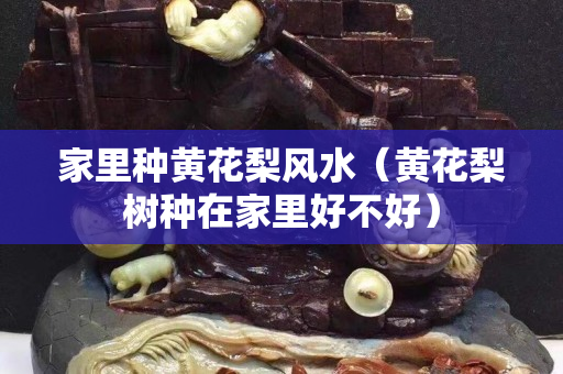 家里種黃花梨風水（黃花梨樹種在家里好不好）