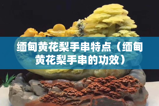緬甸黃花梨手串特點（緬甸黃花梨手串的功效）
