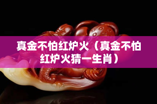 真金不怕紅爐火（真金不怕紅爐火猜一生肖）