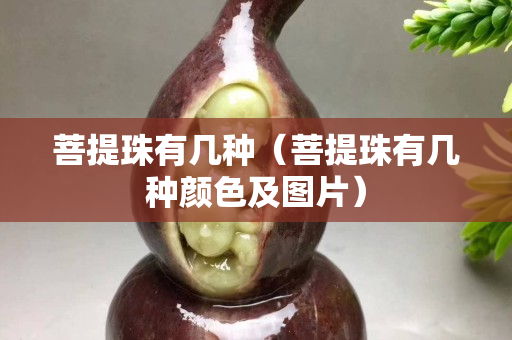 菩提珠有幾種（菩提珠有幾種顏色及圖片）