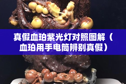 真假血珀紫光燈對照圖解（血珀用手電筒辨別真假）