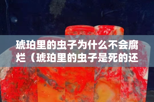 琥珀里的蟲子為什么不會腐爛（琥珀里的蟲子是死的還是活的）