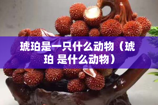 琥珀是一只什么動(dòng)物（琥 珀 是什么動(dòng)物）