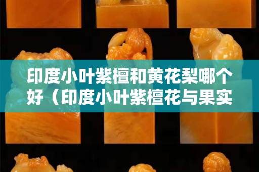 印度小葉紫檀和黃花梨哪個(gè)好（印度小葉紫檀花與果實(shí)）