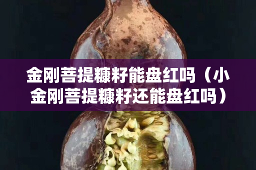 金剛菩提糠籽能盤(pán)紅嗎（小金剛菩提糠籽還能盤(pán)紅嗎）