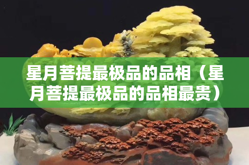 星月菩提最極品的品相（星月菩提最極品的品相最貴）