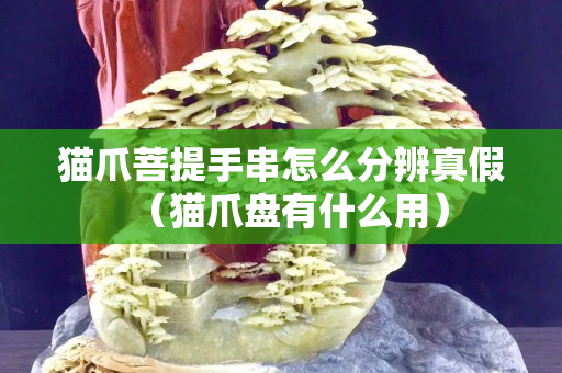 貓爪菩提手串怎么分辨真假（貓爪盤有什么用）