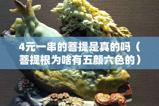4元一串的菩提是真的嗎（菩提根為啥有五顏六色的）