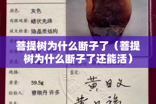 菩提樹為什么斷子了（菩提樹為什么斷子了還能活）