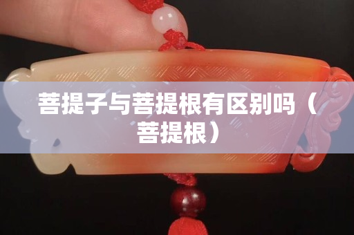 菩提子與菩提根有區(qū)別嗎（菩提根）