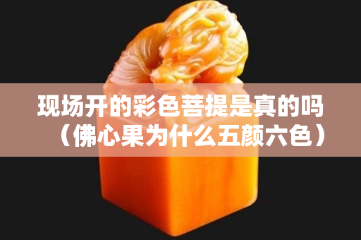 現場開的彩色菩提是真的嗎（佛心果為什么五顏六色）