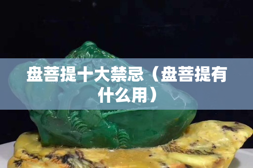 盤菩提十大禁忌（盤菩提有什么用）