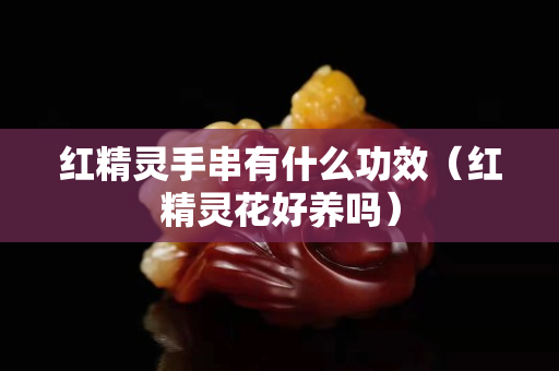 紅精靈手串有什么功效（紅精靈花好養嗎）