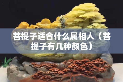 菩提子適合什么屬相人（菩提子有幾種顏色）