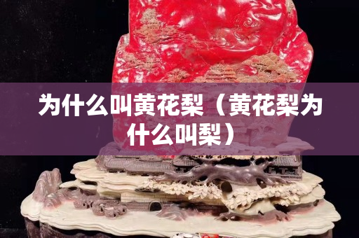 為什么叫黃花梨（黃花梨為什么叫梨）