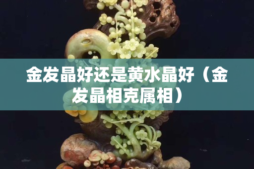 金發晶好還是黃水晶好（金發晶相克屬相）